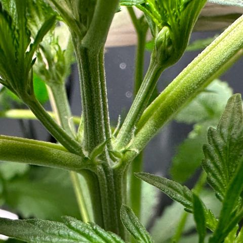 Blue hydro #1 growlog timeline photo