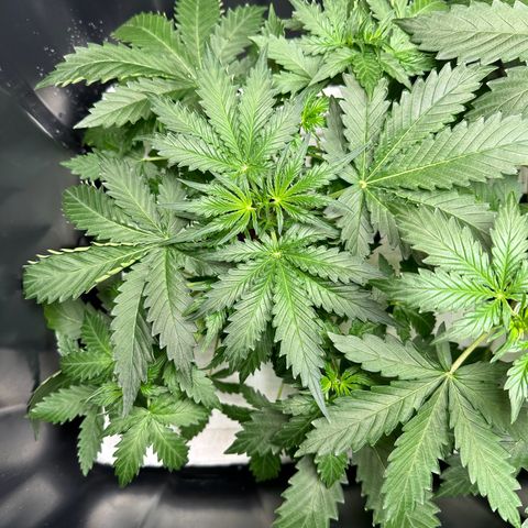 Blue hydro #2 growlog timeline photo