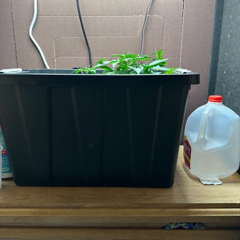 Blue hydro #1 growlog timeline photo