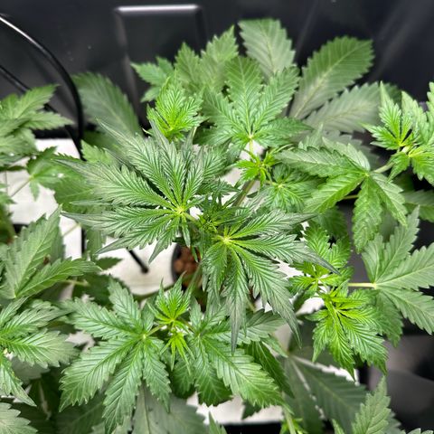 Blue hydro #1 growlog photo: Defoliation 