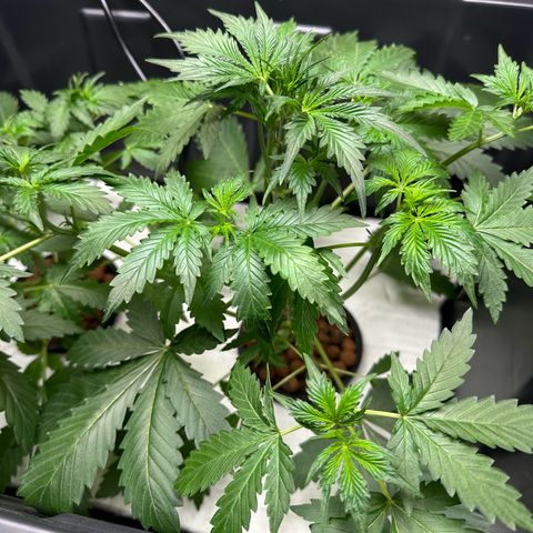 Blue hydro #1 growlog photo: Defoliation 
