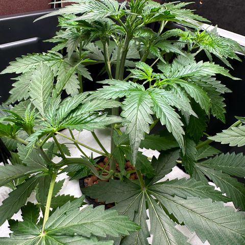 Blue hydro #1 growlog photo: Defoliation 