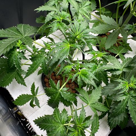 Blue hydro #2 growlog photo: Defoliation 