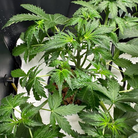 Blue hydro #2 growlog photo: Defoliation 
