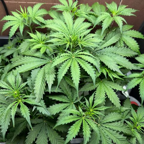 Blue hydro #1 growlog timeline photo