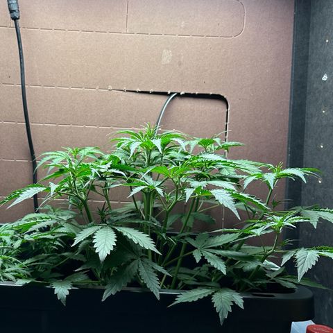 Blue hydro #1 growlog timeline photo