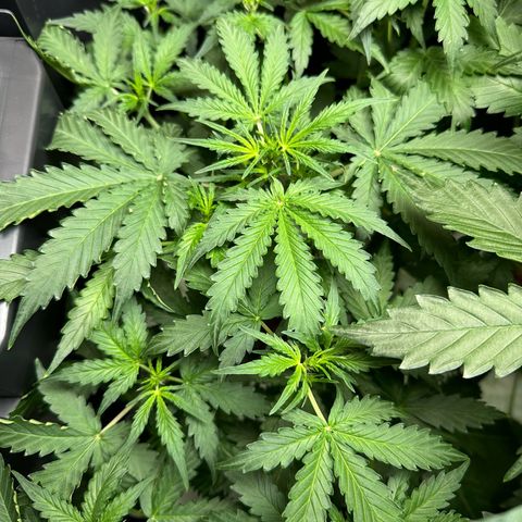 Blue hydro #2 growlog timeline photo