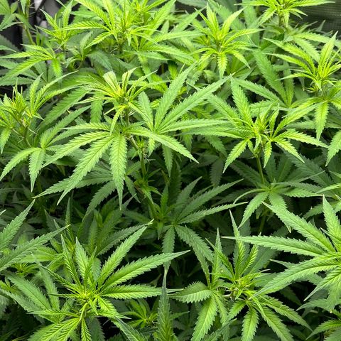 GG#4 growlog timeline photo
