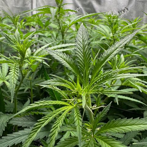 GG#4 growlog timeline photo