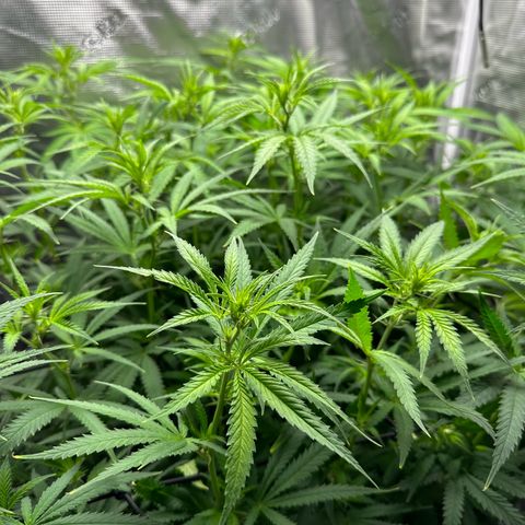 GG#4 growlog timeline photo