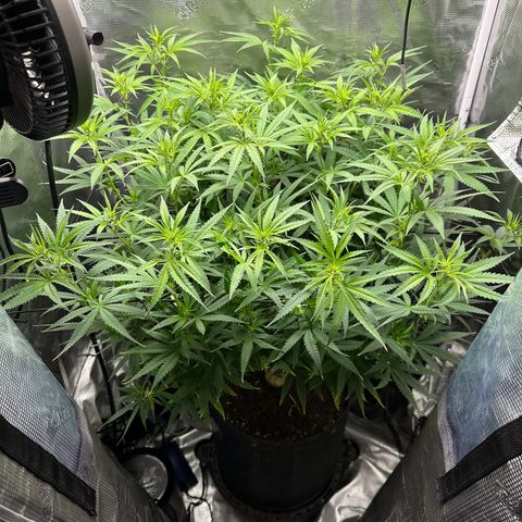 GG#4 growlog timeline photo