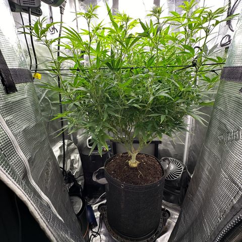 GG#4 growlog timeline photo