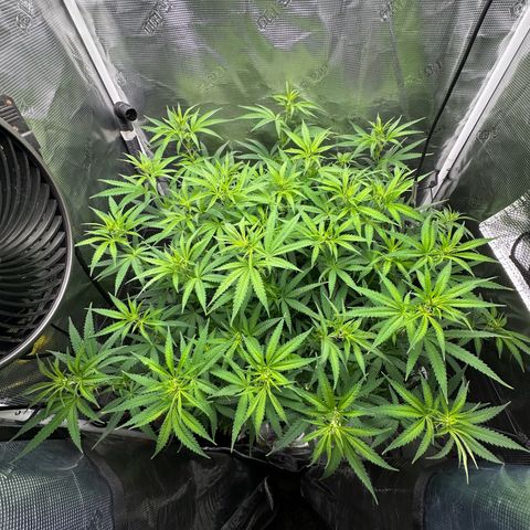GG#4 growlog timeline photo