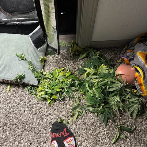 GG#4 growlog photo: Defoliation time