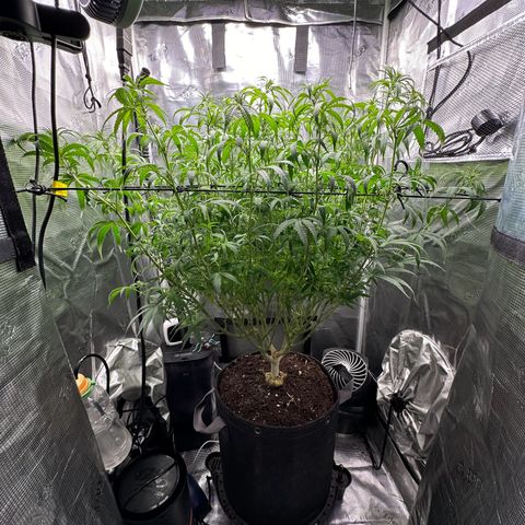 GG#4 growlog photo: Defoliation time