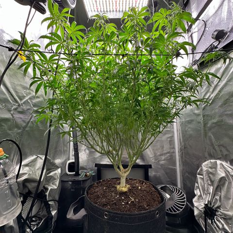 GG#4 growlog photo: Defoliation time