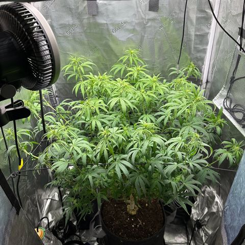 GG#4 growlog photo: Defoliation time