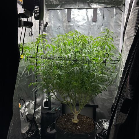 GG#4 growlog photo: Defoliation time