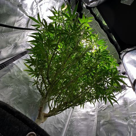 GG#4 growlog photo: Defoliation time
