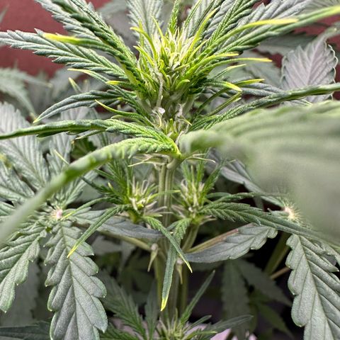 Blue hydro #1 growlog timeline photo