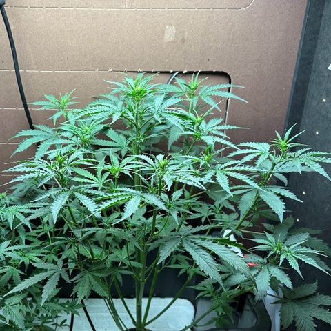 Blue hydro #1 growlog timeline photo
