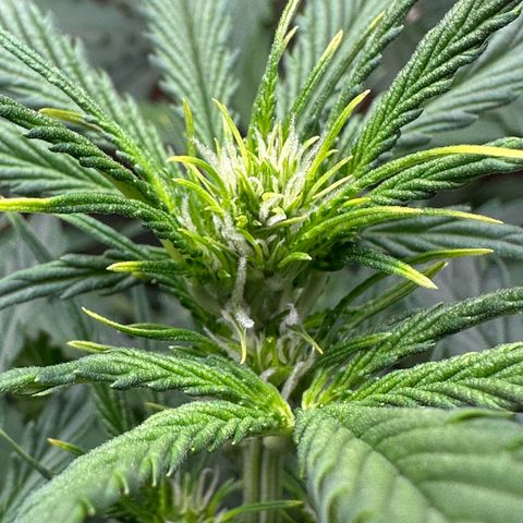 Blue hydro #1 growlog timeline photo