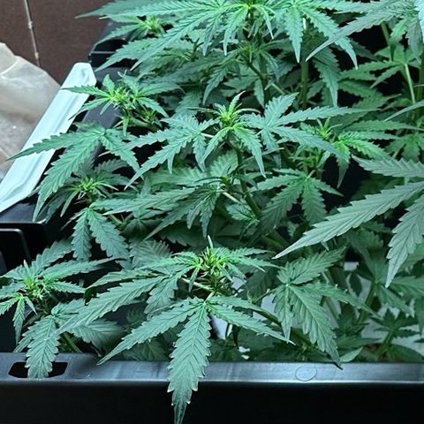 Blue hydro #2 growlog timeline photo
