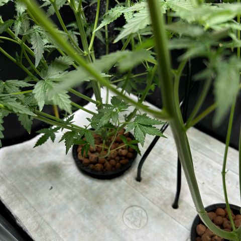Blue hydro #2 growlog timeline photo