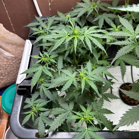 Blue hydro #2 growlog timeline photo