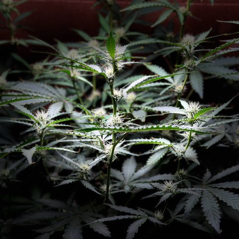 Blue hydro #1 growlog timeline photo