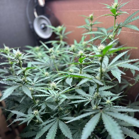 Blue hydro #1 growlog timeline photo