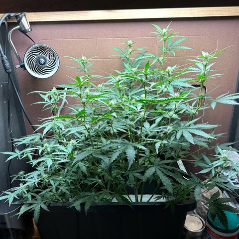 Blue hydro #1 growlog timeline photo