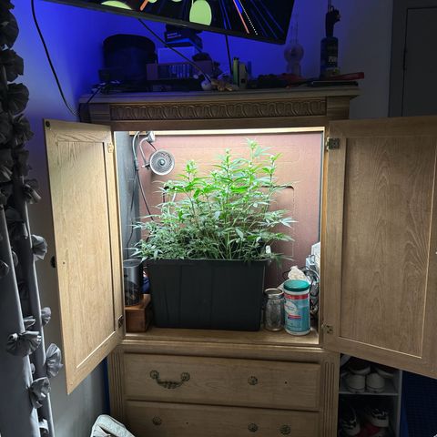 Blue hydro #1 growlog timeline photo