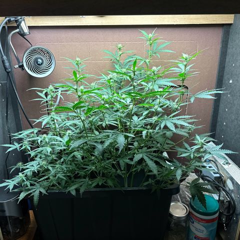 Blue hydro #1 growlog timeline photo