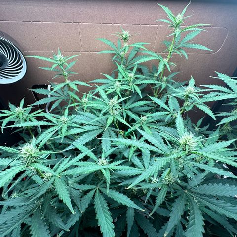 Blue hydro #1 growlog timeline photo