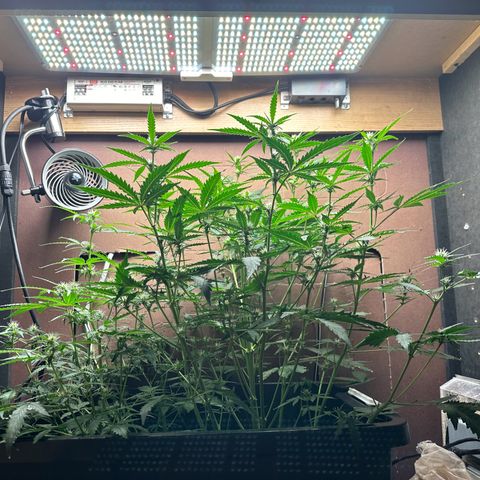 Blue hydro #1 growlog timeline photo
