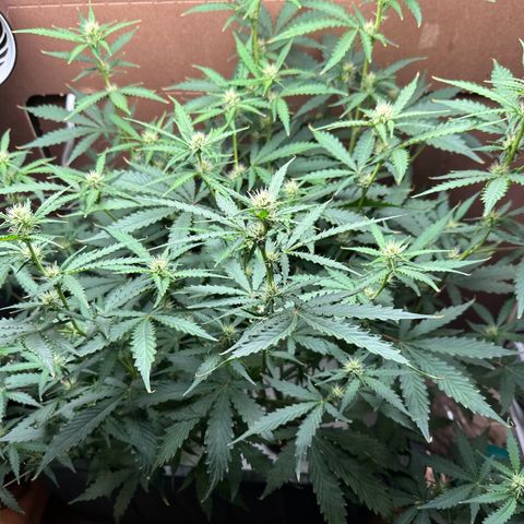 Blue hydro #1 growlog timeline photo