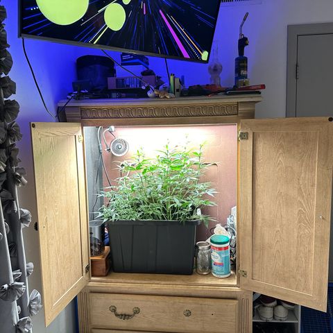 Blue hydro #2 growlog timeline photo
