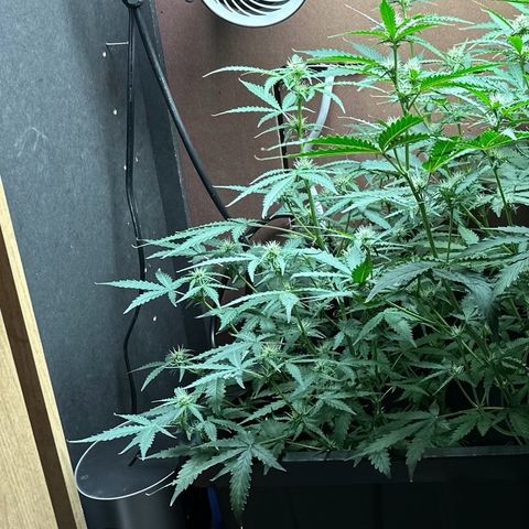 Blue hydro #2 growlog timeline photo