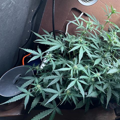 Blue hydro #2 growlog timeline photo
