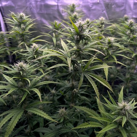 GG#4 growlog photo: Last defoliation 
