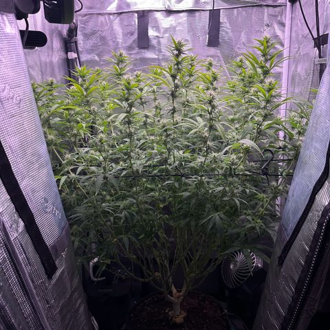 GG#4 growlog photo: Last defoliation 