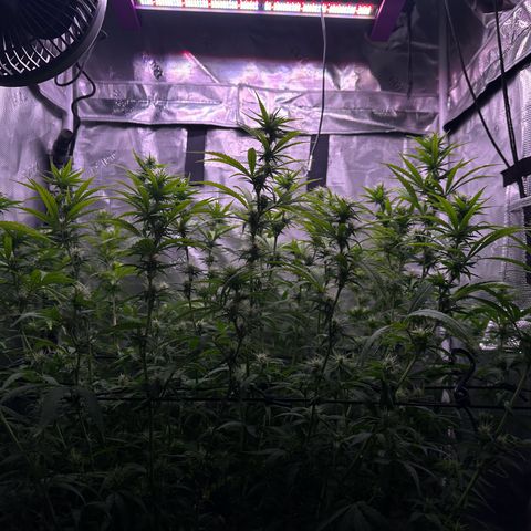GG#4 growlog photo: Last defoliation 