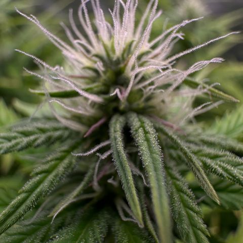 GG#4 growlog photo: Last defoliation 