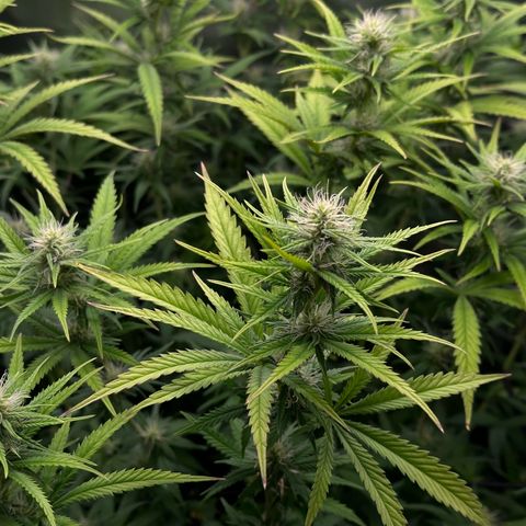 GG#4 growlog photo: Last defoliation 