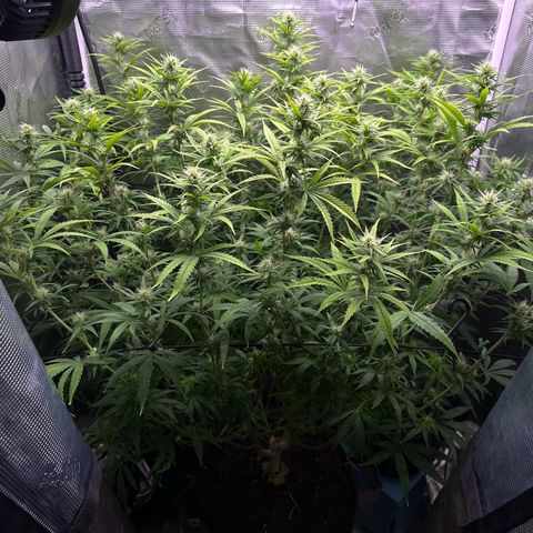 GG#4 growlog photo: Last defoliation 