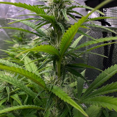 GG#4 growlog photo: Last defoliation 