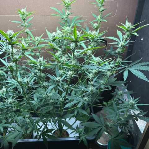 Blue hydro #1 growlog photo: Last defoliation 