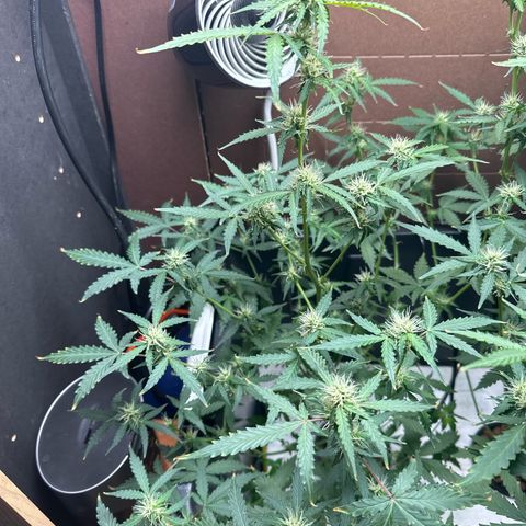 Blue hydro #2 growlog photo: Last defoliation 
