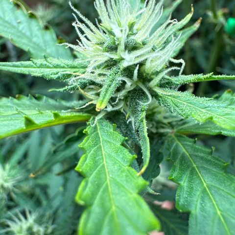 Blue hydro #1 growlog timeline photo